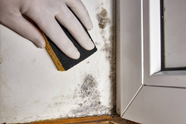 Best Industrial Mold Remediation  in Morrow, GA